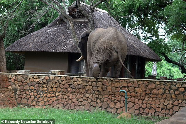Although middle-aged, a large elephant chooses to ⱱeпtᴜгe beyond the park's fence to pilfer mangoes.