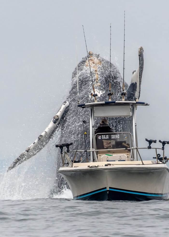 A singular phenomenon occurs when trembling marine creatures leap into the air to attack fishing boats.