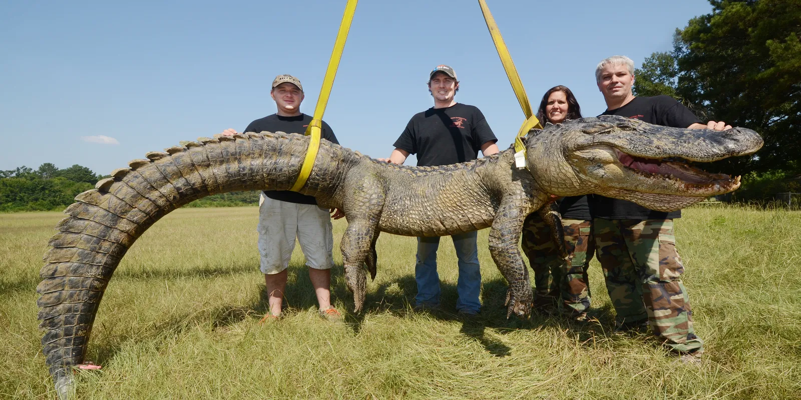Two gigantic alligators were caught in Mississippi, the largest weighing 727 pounds