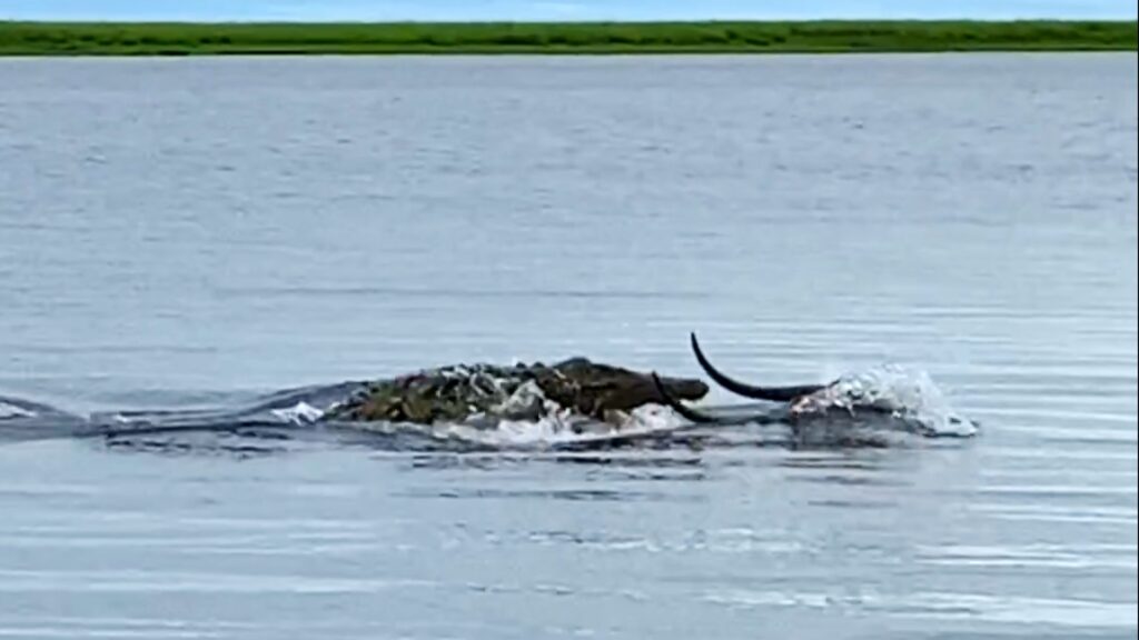 Antelope defies danger wades through a river full of crocodiles(video).f - Malise