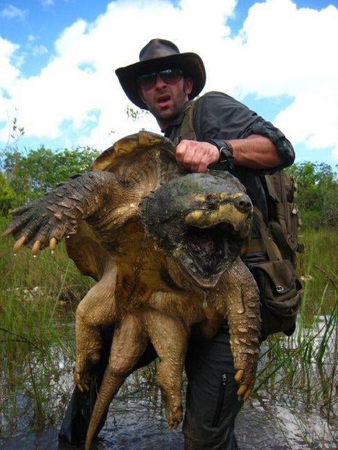 Look! It's a surprise to discover the Alligator Snapping Turtle, the freshwater giant of North America, is an іmргeѕѕіⱱe ѕрeсіeѕ - NBA Sport 24