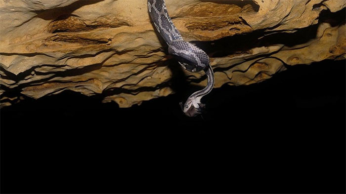Discovered A Strange Snake With 2 Gills In The Ears In Antelope Cave - Arizona