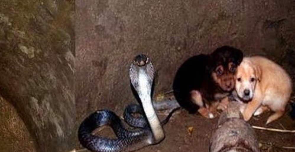A cobra protects two dogs that fall into a well and doesn't harm them - Juligal