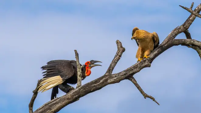 Incredible showdown in the treetops: hornbill and eagle engage in fierce battle.f - Malise