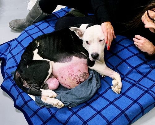 A Brave Dog Awakens After Enduring Agonizing Pain Caused by a Massive Tumor
