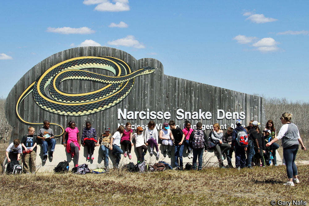 Discover the Scary Annual Ritual at Narcisse Snake Dens in Manitoba, Canada (Video) - GodlyCreature