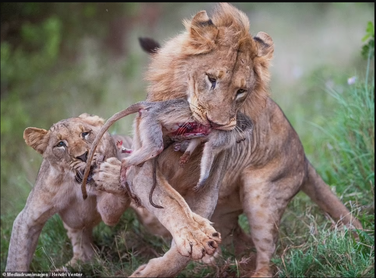 The most tragic conclusion for the boldest little animal: a baby monkey clings to its mother's corpse as it is held between the lion's fangs... before yet another member of the aristocracy perishes