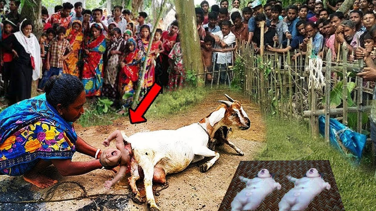 Un ejemplo: un niño fue rescatado de la pierna de una cabra en la India (Video)