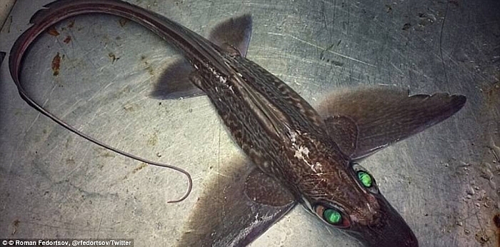 Close-up of strange and mysterious creatures from the deep sea