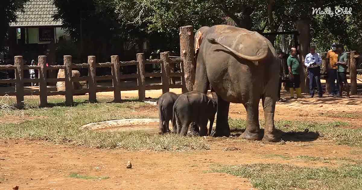 Twin baby elephants mimic their mother's every move