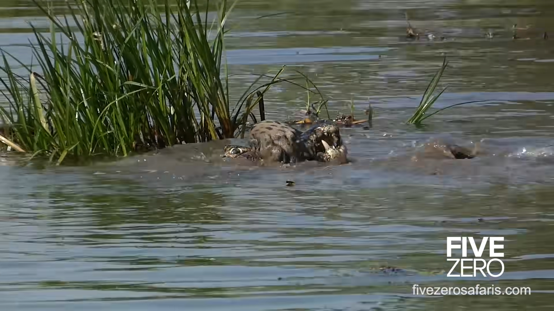 Leopards and crocodiles fight over the owner of the forest and the leopard drowns crocodiles in Brazil (Video)