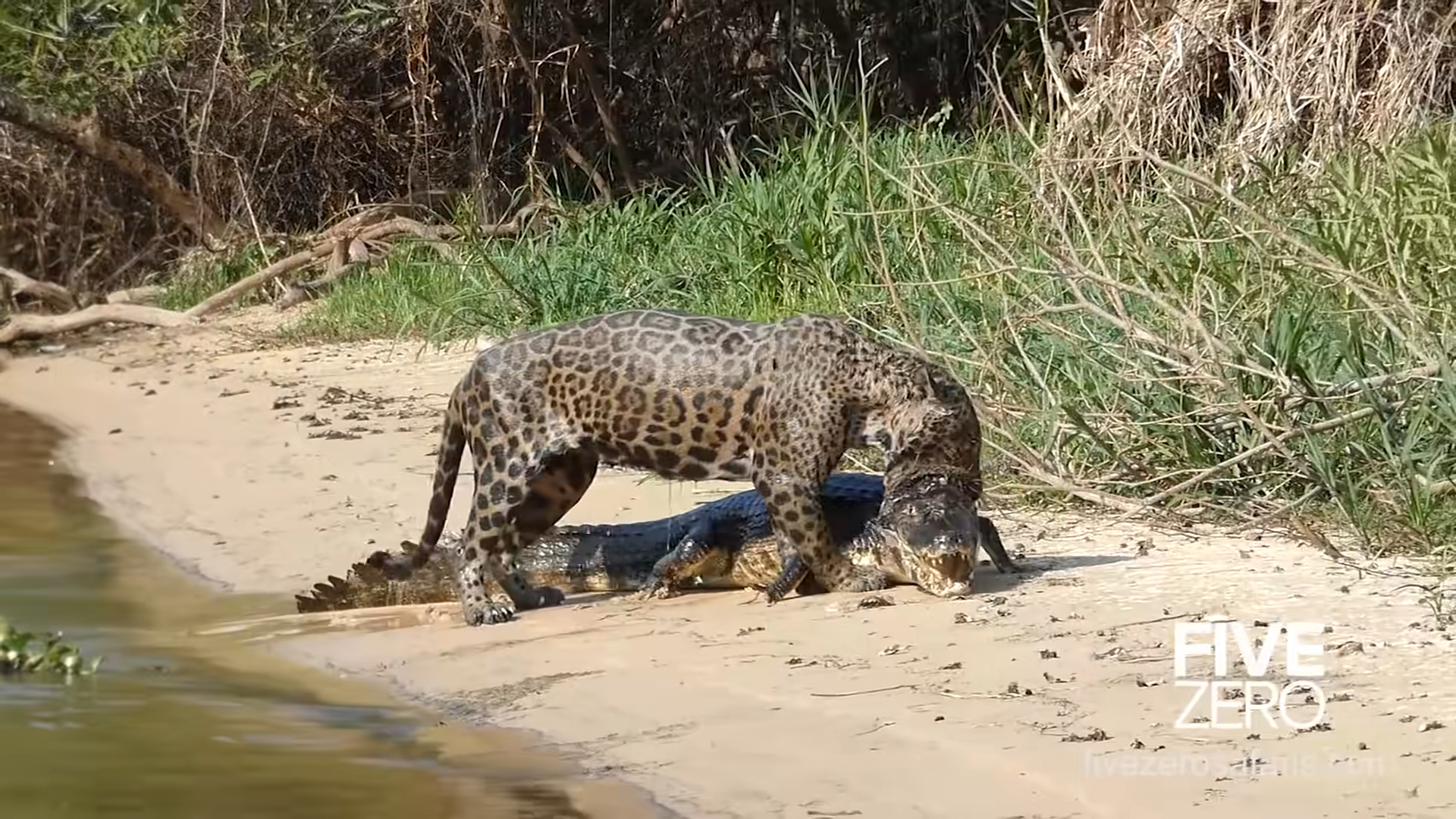 Leopards and crocodiles fight over the owner of the forest and the leopard drowns crocodiles in Brazil (Video)