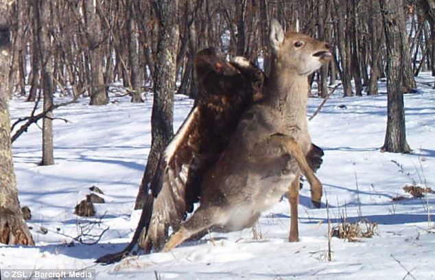 Image and Videσ Unbelievable moment a golden eagle is pictured swooping on a DEER and trying to fly off with it in its talons