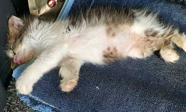 The Kindness of Strangers: Abandoned Cat Rescued and Given a New Home