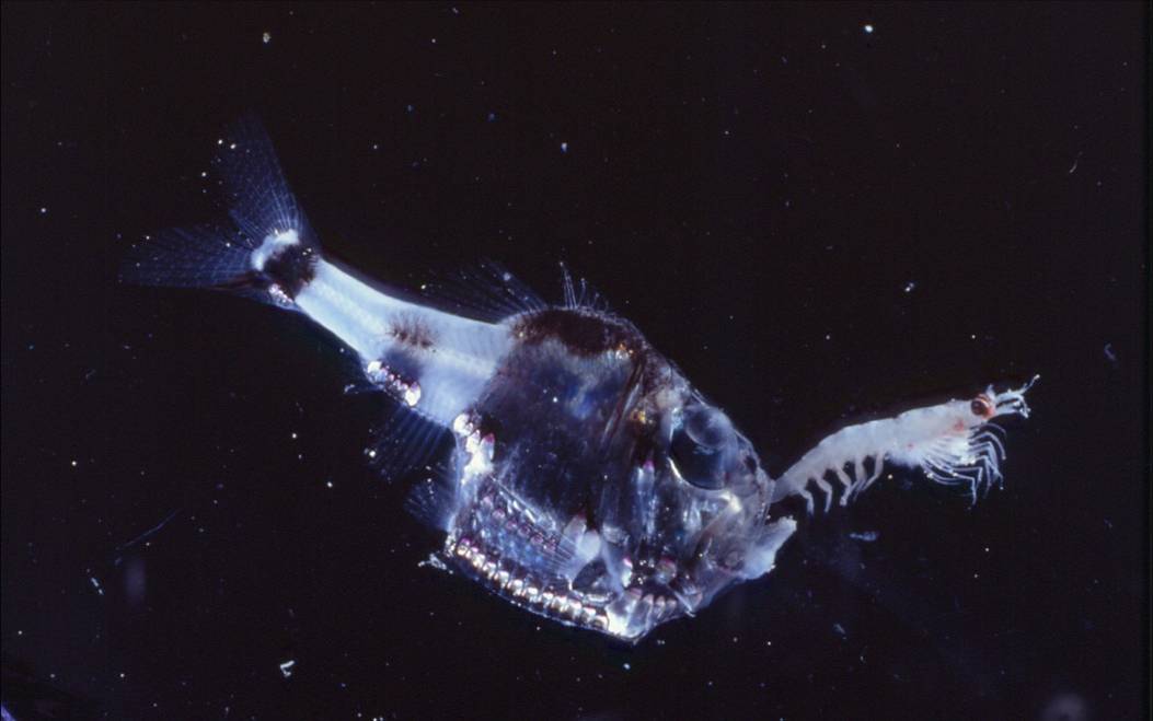 This Sad and Creepy-Looking Deep Sea Fish Puts on a Custom Light Show to Remain Hidden