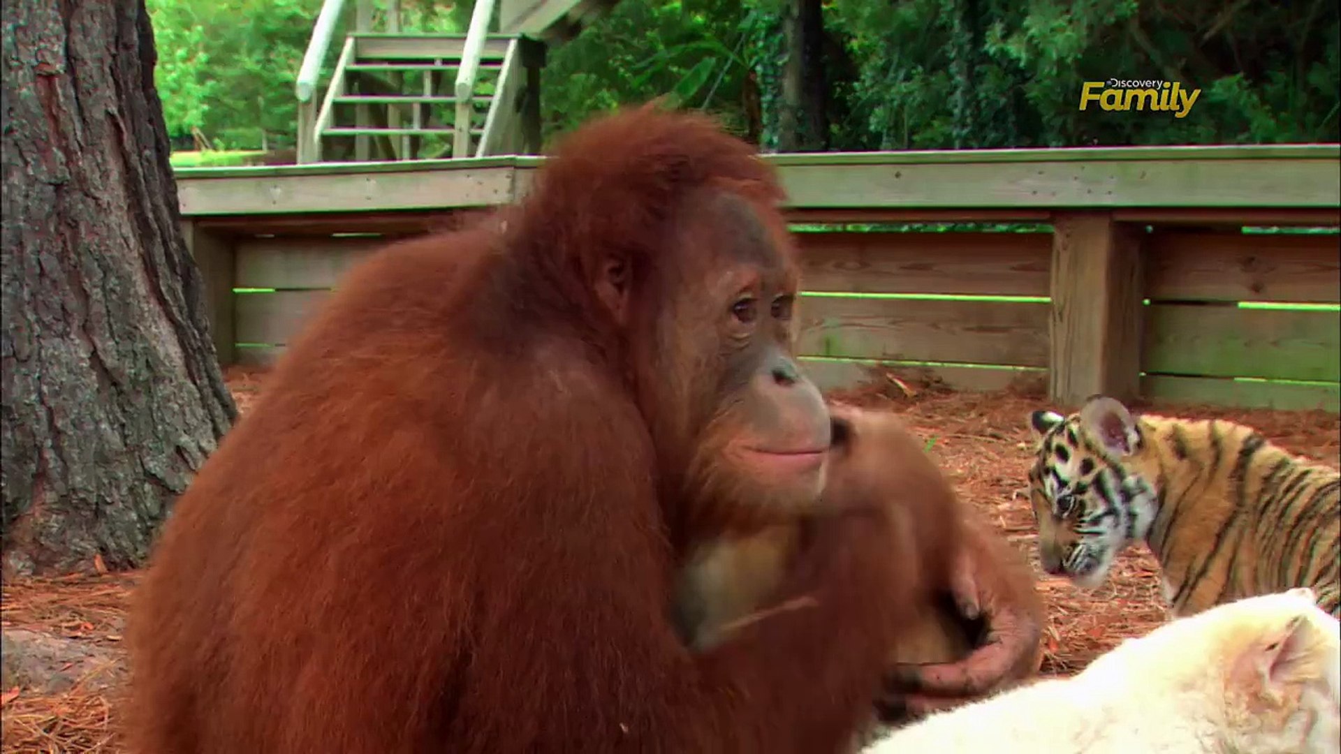 Extremely Touching Story: An Old Orangutan Mother Who Adopted And Cared For An Orphan Tiger Like Her Own Has Captivated The Online Community. - Viet Network