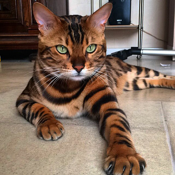 Internet Goes Crazy for Bengal Cat with Leopard-Like Fur