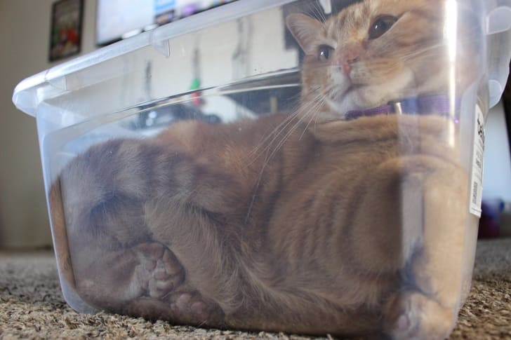 Feline Contortionists: 25 Amazing Photos Showcasing the Incredible Flexibility of Cats