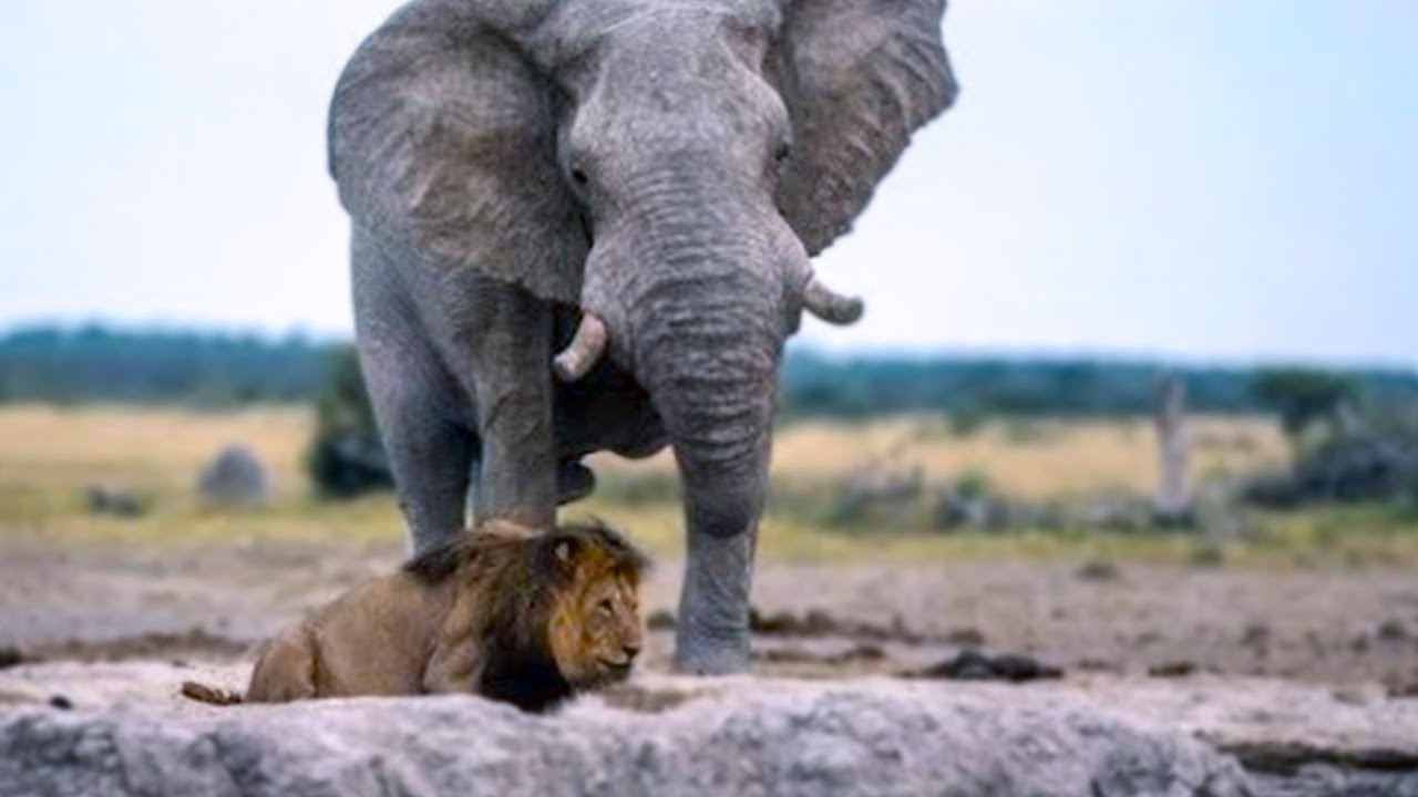 Miracle of nature : The incredible bond between elephant and lion as they support each other - Docbaomoi7