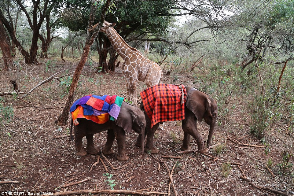 Rescued giraffe forms an adorable friendship with an orphaned baby elephant.f - LifeAnimal