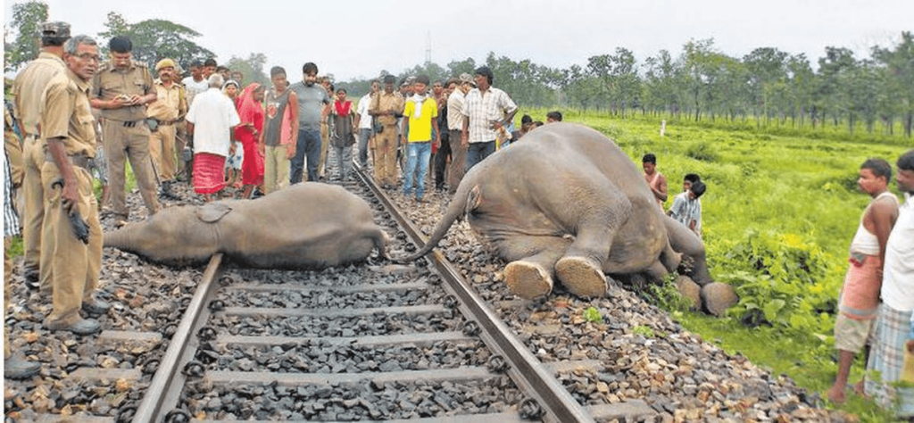 Watch out for elephants crossing: Train tracks pose a danger in Thailand - Tintuc4